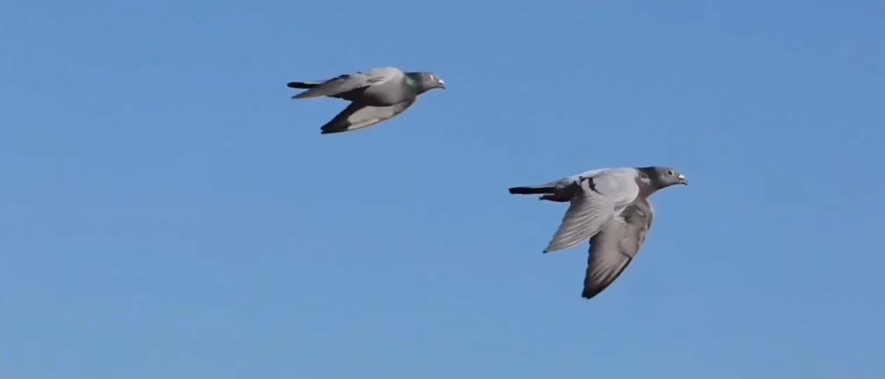 Palomas de competición batiendo las alas, fotograma del vídeo original